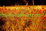 1951/12/29 – We will remember – Sgt Ludge – 58 Ind Fld Sqn RCE 1951/12/29 – We will remember – Sgt Ludge – 58 Ind Fld Sqn RCE